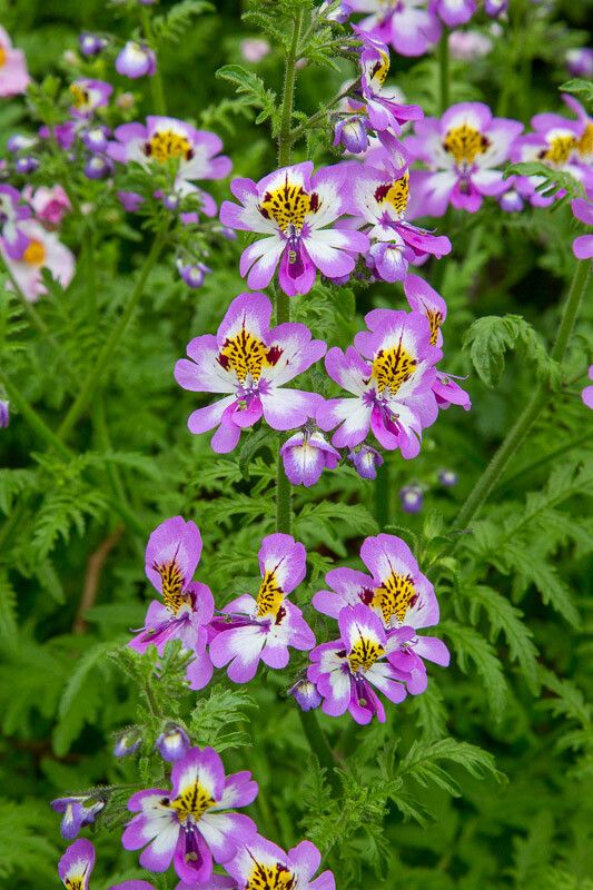 Schizanthus pinnatus — search result for 'Chile'