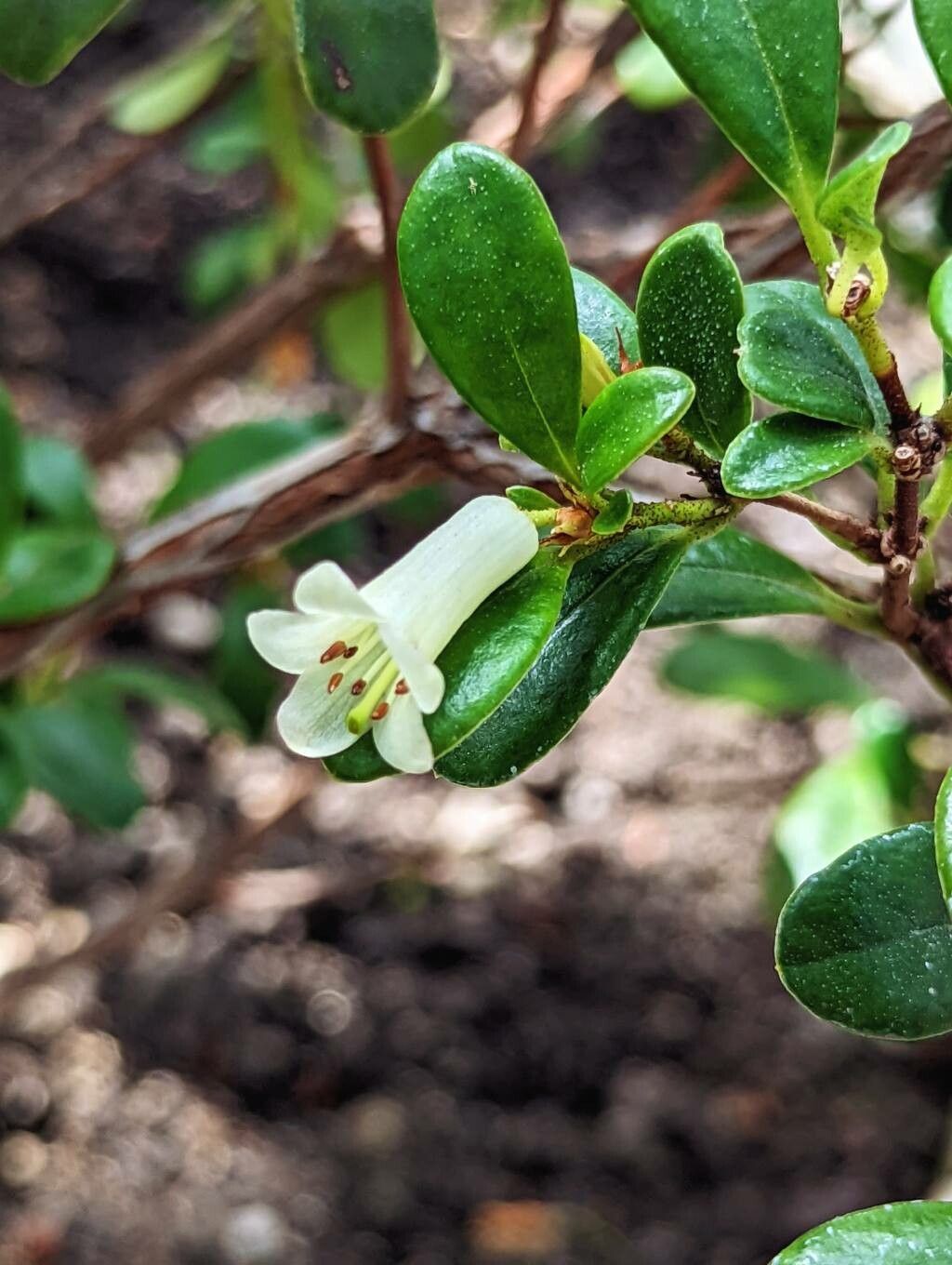 Rhododendron wrightianum — houseplant care guide