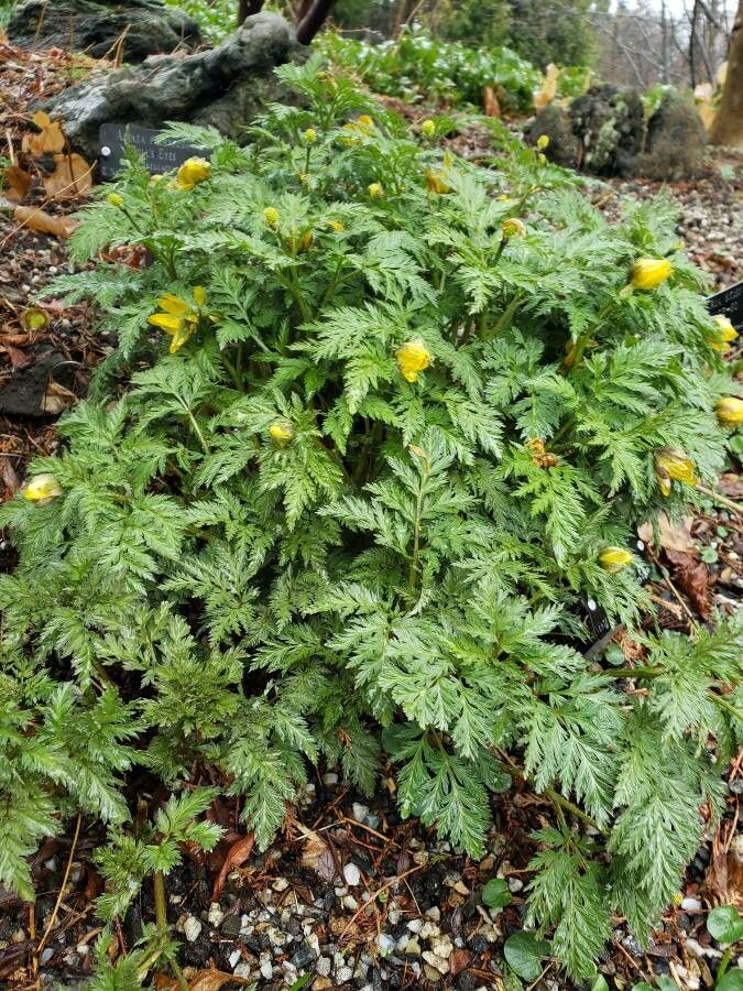 Adonis amurensis habit