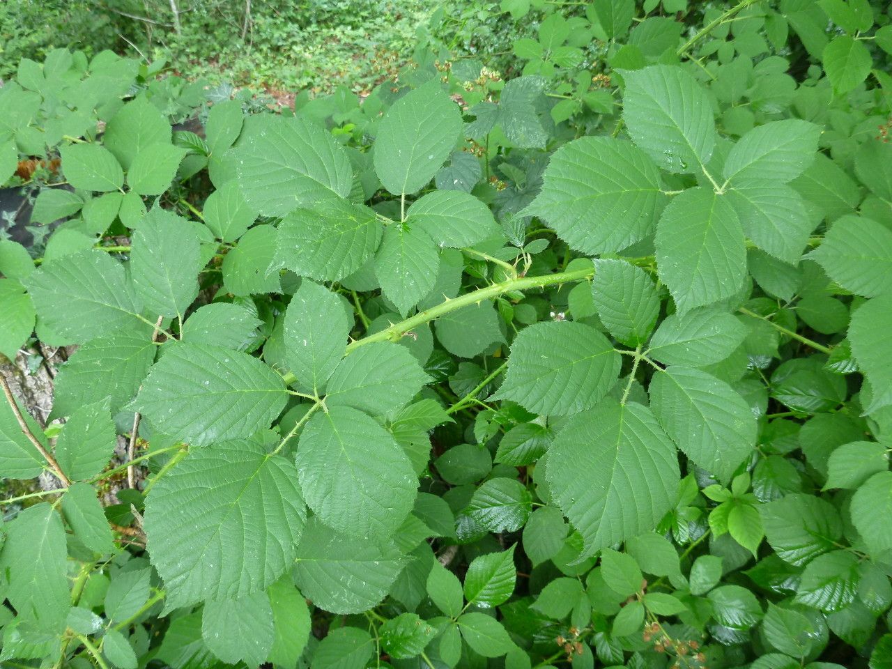 Rubus conspectus other