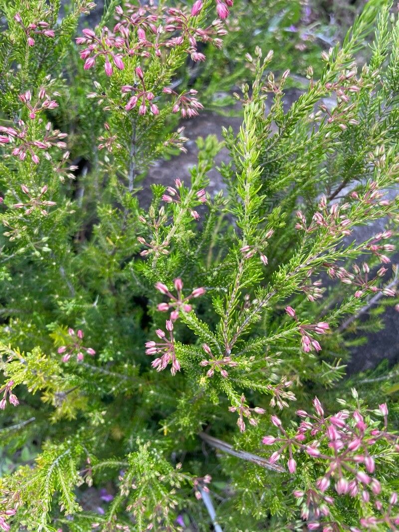 Erica maderensis leaf