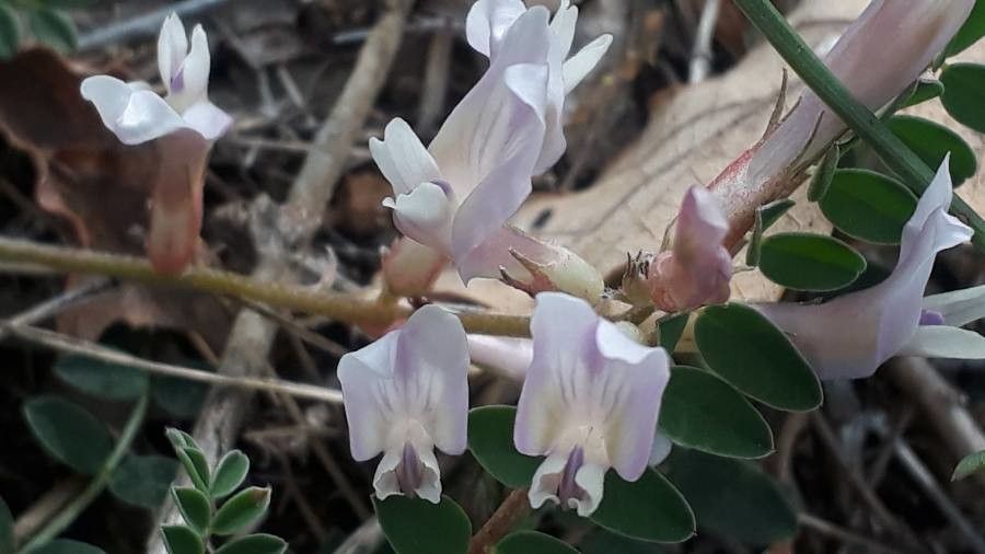 Astragalus australis flower