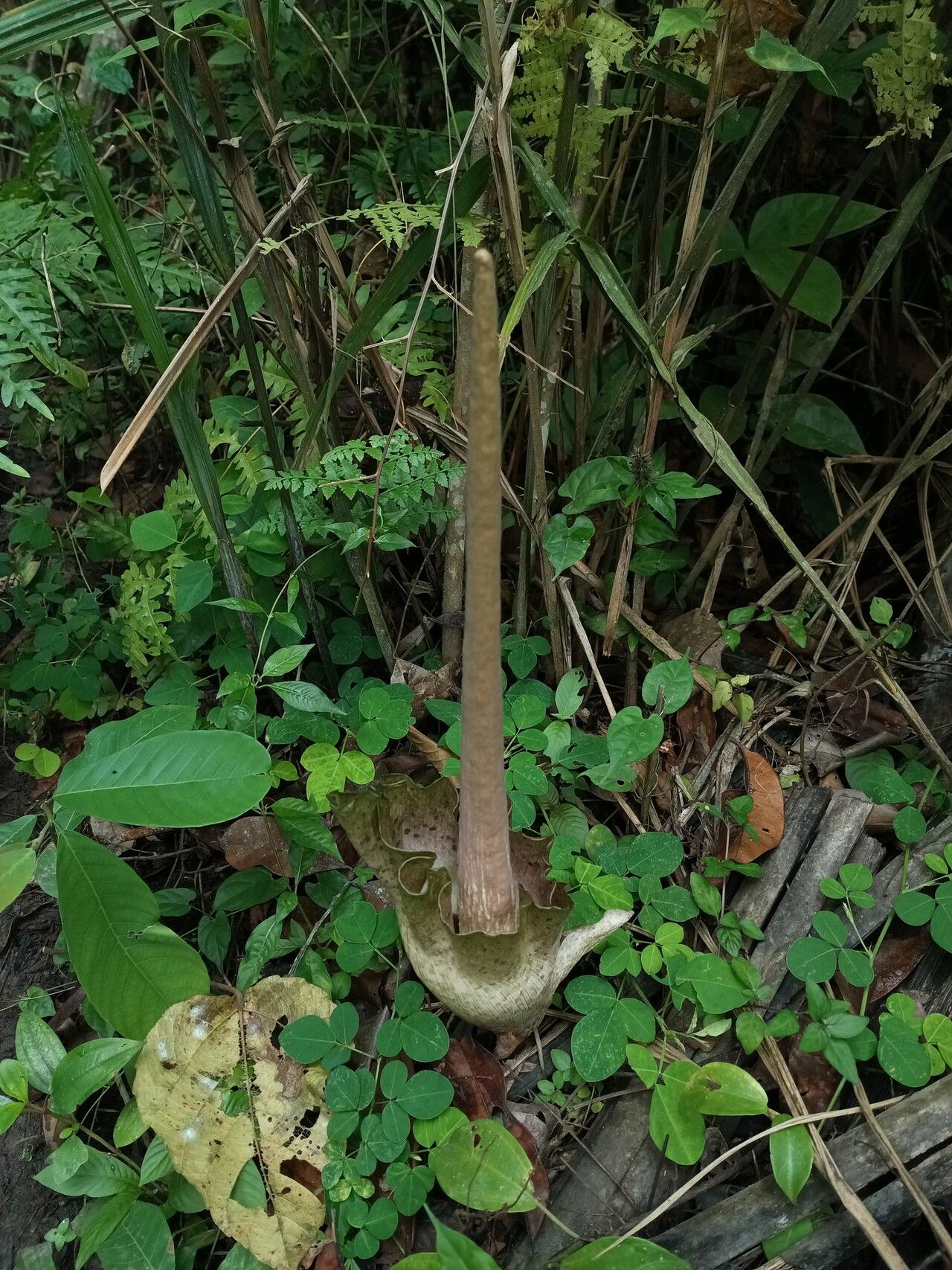 Amorphophallus zenkeri — houseplant care guide