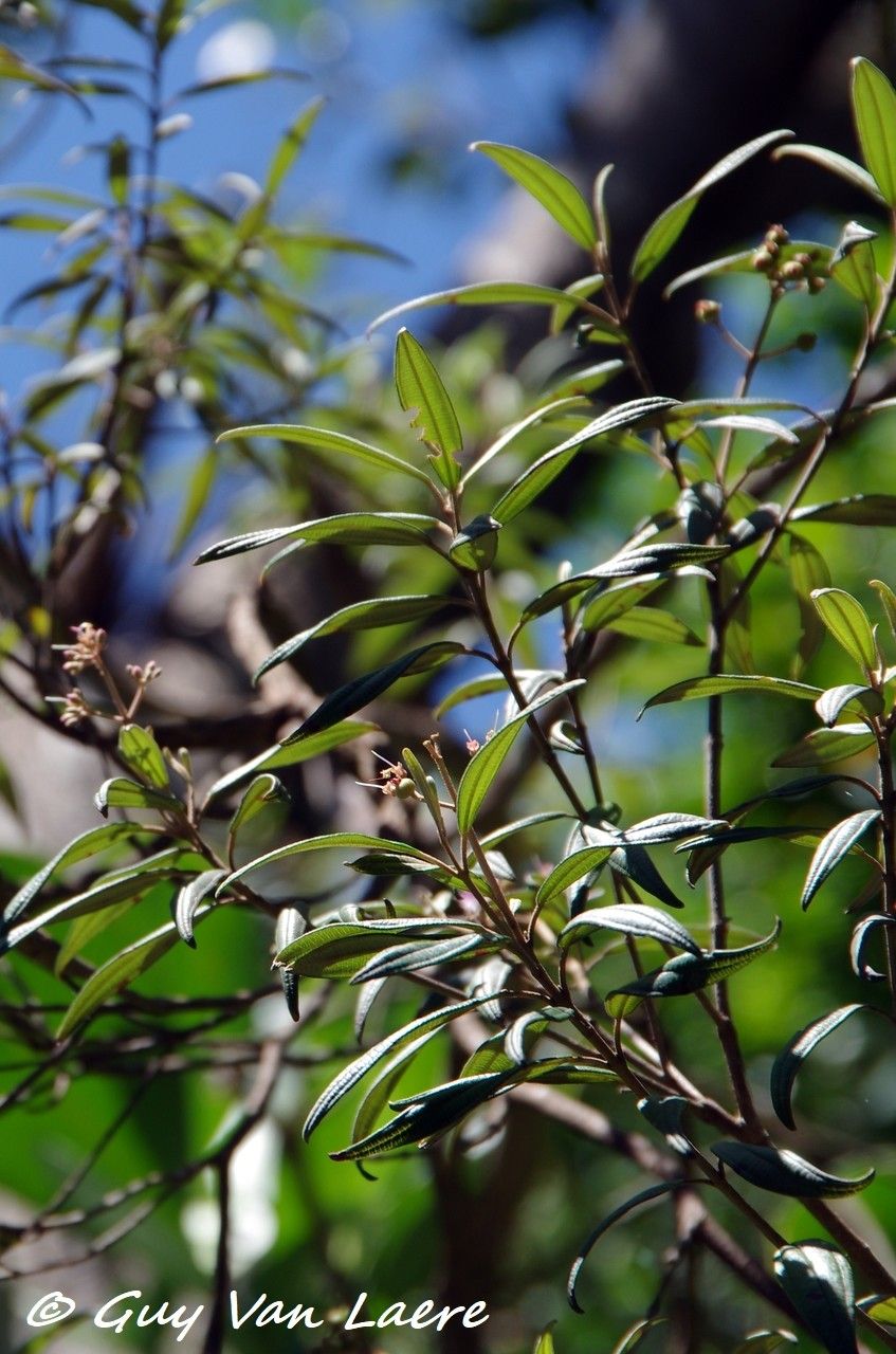 Miconia angustifolia — houseplant care guide