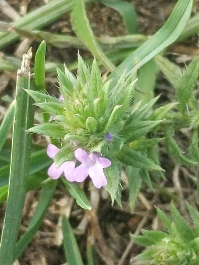 Verbena bracteata flower