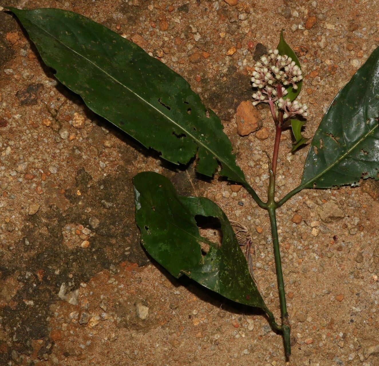 Gaertnera letouzeyi habit