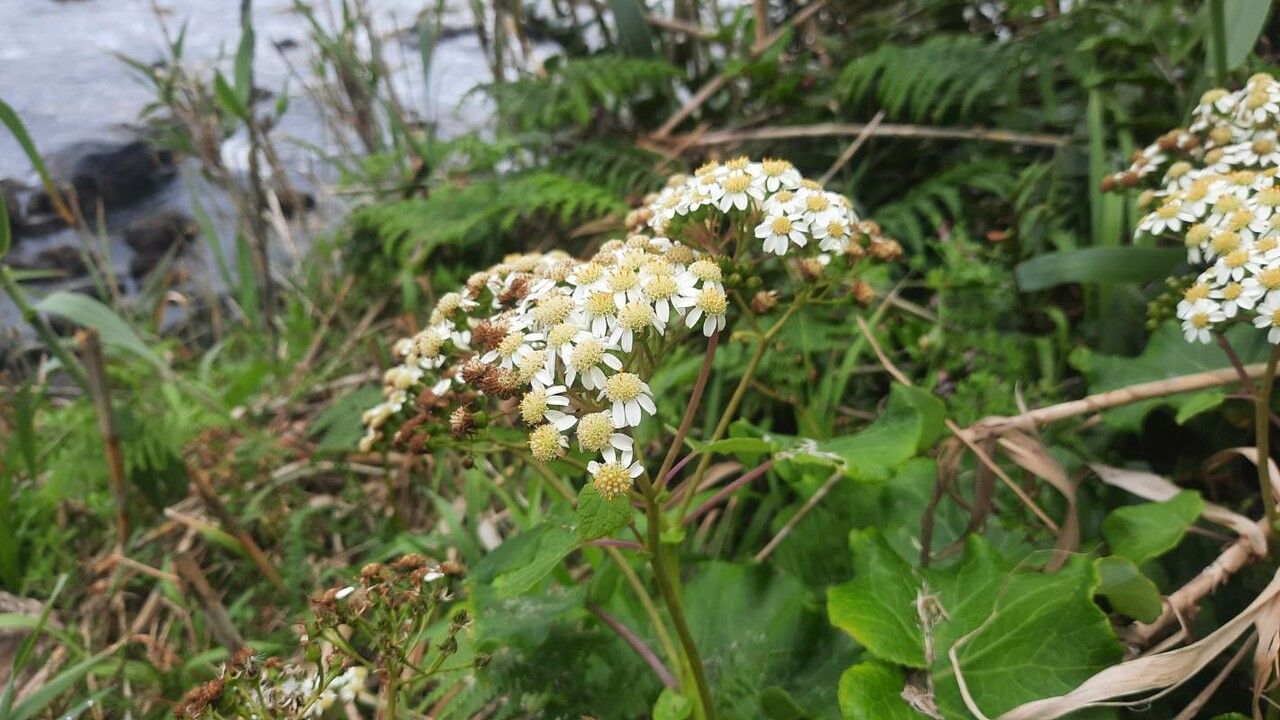 Pericallis malvifolia — search result for 'Pericallis'