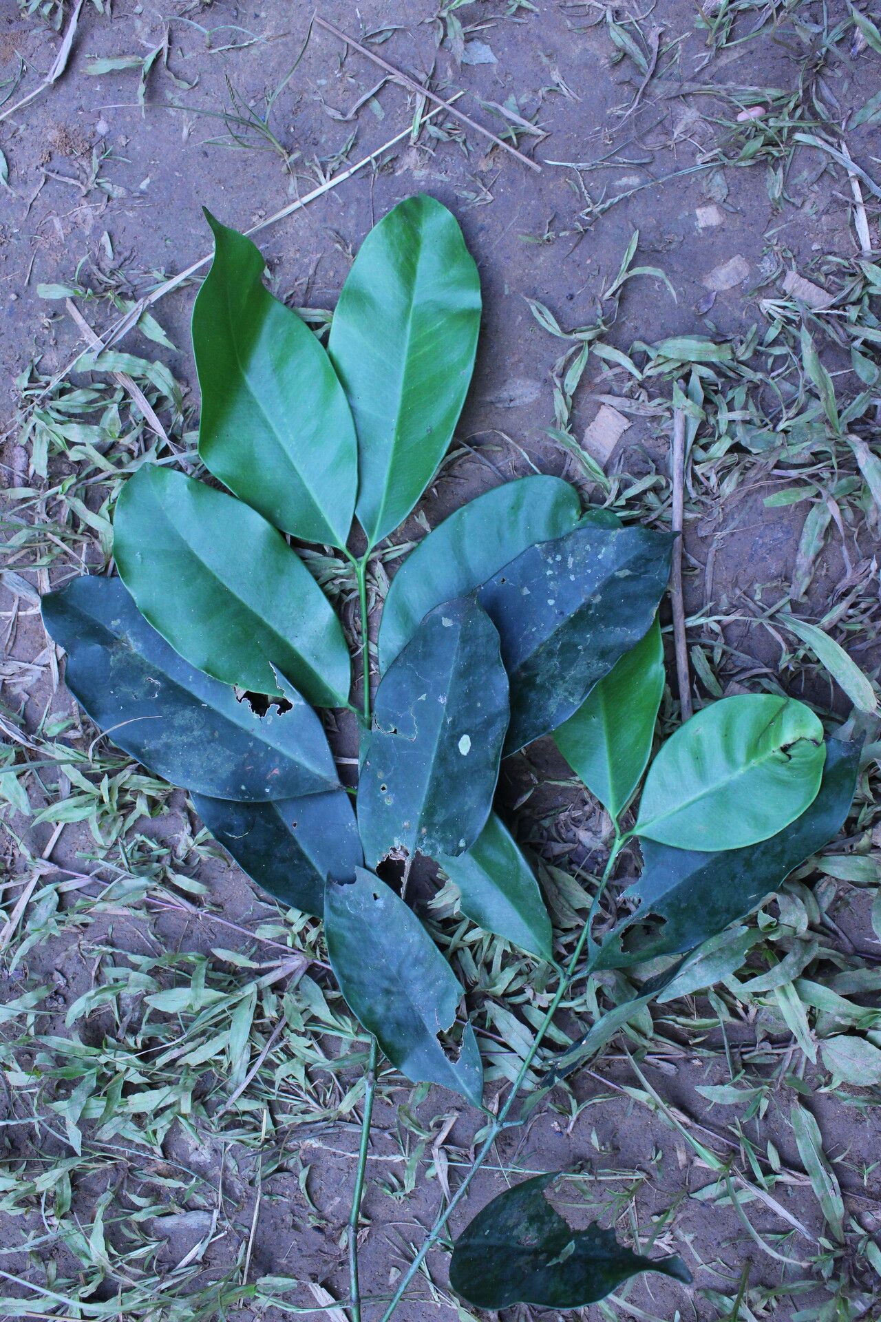 Garcinia mannii leaf