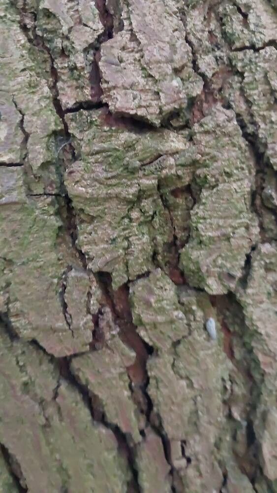 Morus cathayana bark