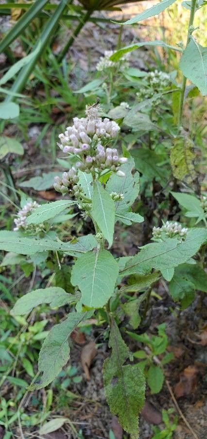 Pluchea camphorata flower