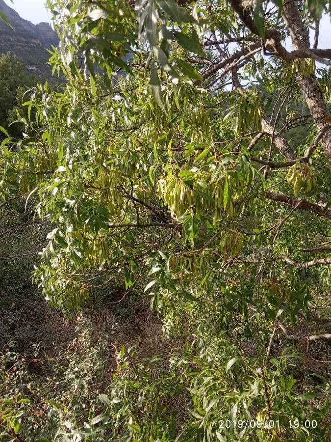 Faurea saligna — search result for 'Proteaceae'