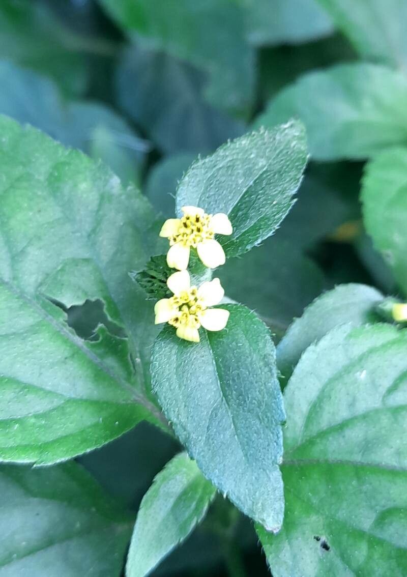 Calyptocarpus brasiliensis flower
