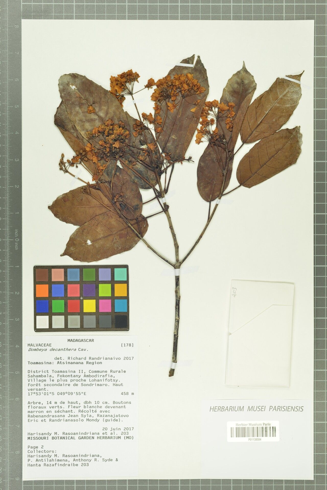 Dombeya decanthera — houseplant care guide