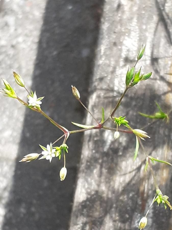 Minuartia hybrida flower