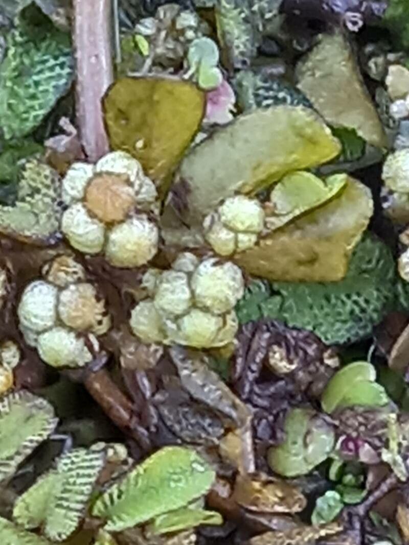 Salvinia natans flower