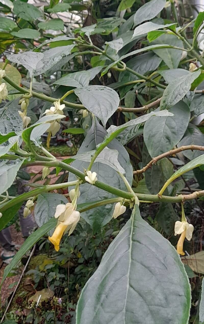 Drymonia strigosa habit