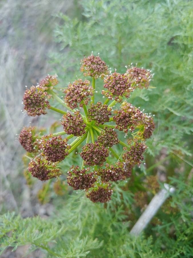 Lomatium mohavense — houseplant care guide