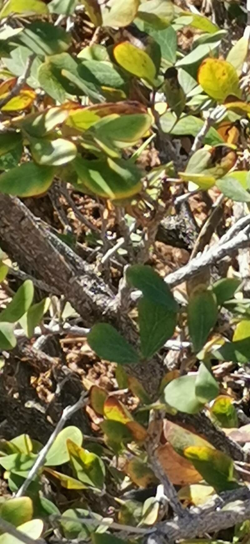 Bauhinia madagascariensis bark