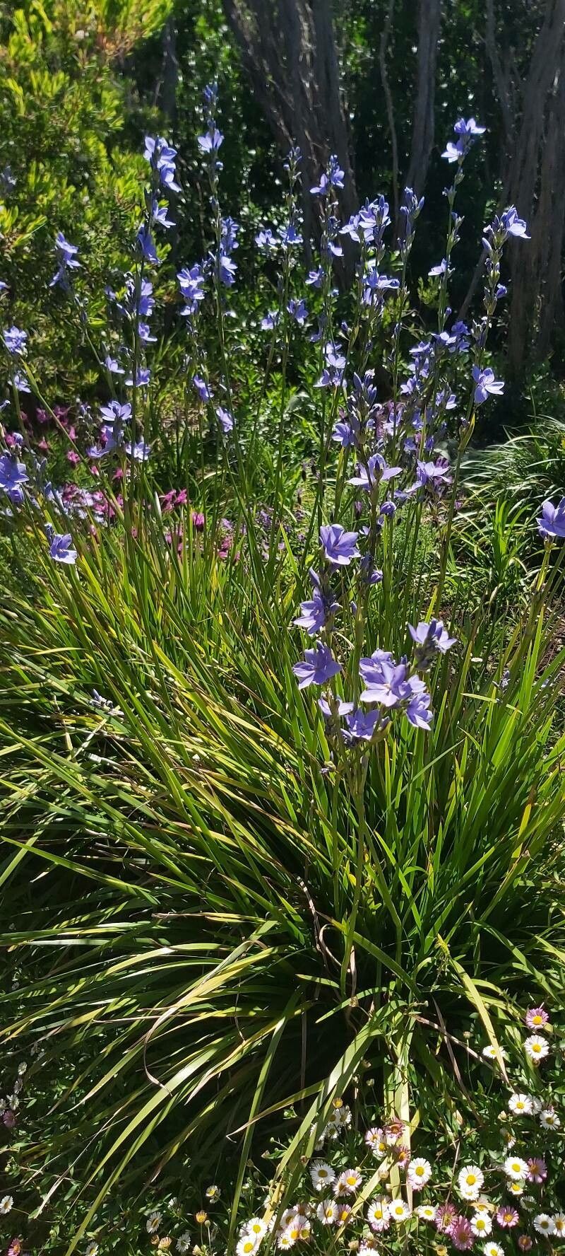 Orthrosanthus multiflorus habit