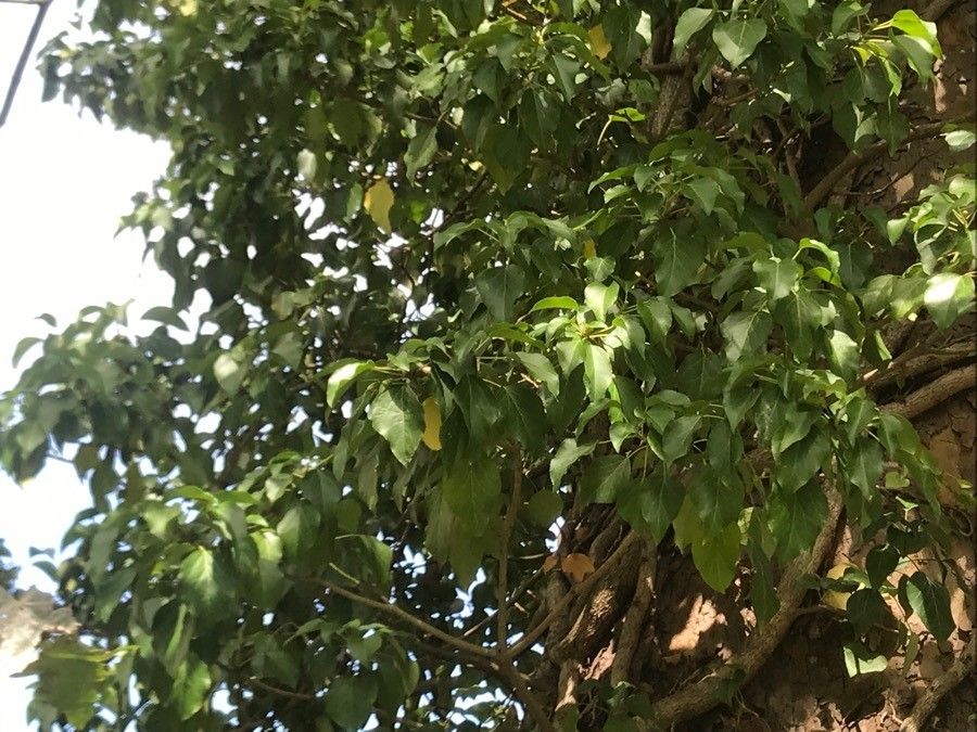 Croton megalobotrys habit