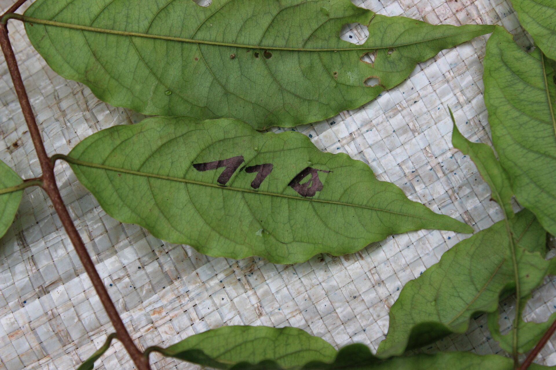 Hymenocardia lyrata — related species from the same genus