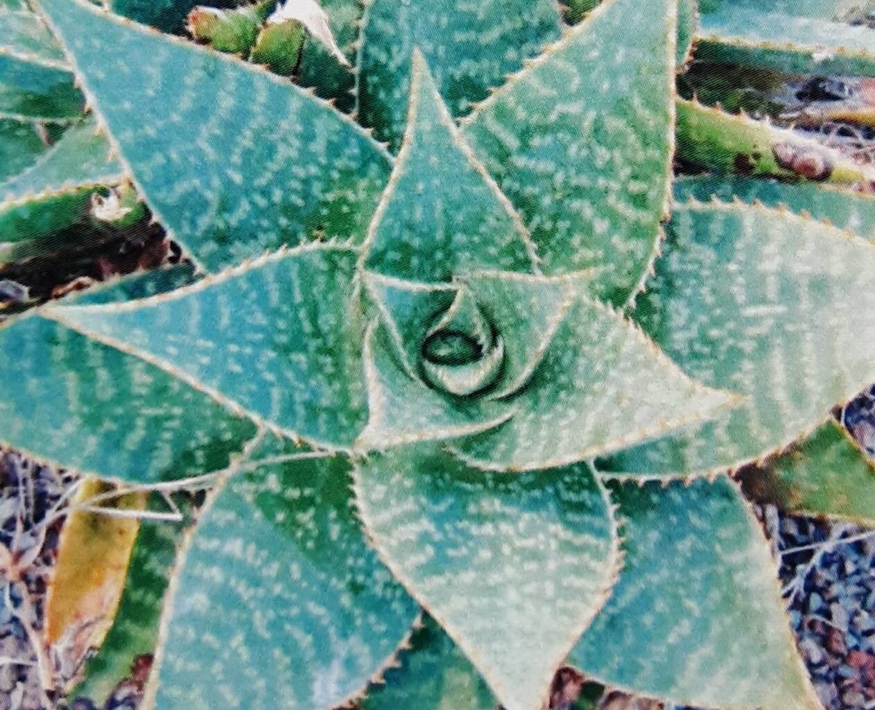 Aloe prinslooi — houseplant care guide