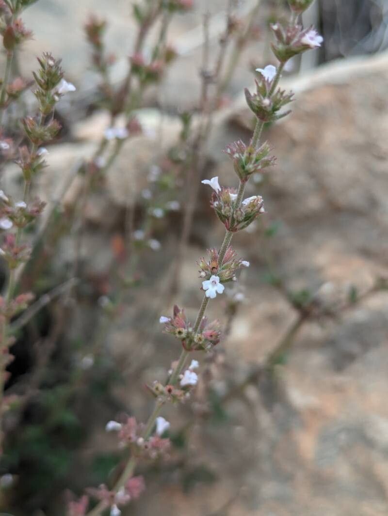 Micromeria arganietorum — related species from the same genus