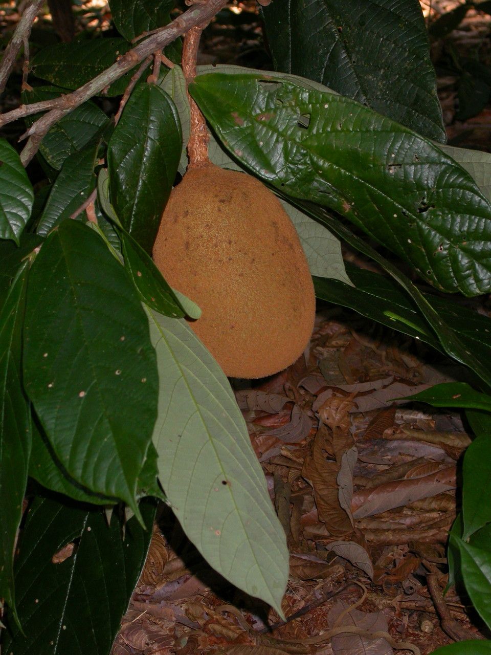 Theobroma grandiflorum fruit