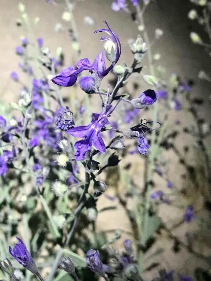 Teucrium oliverianum flower