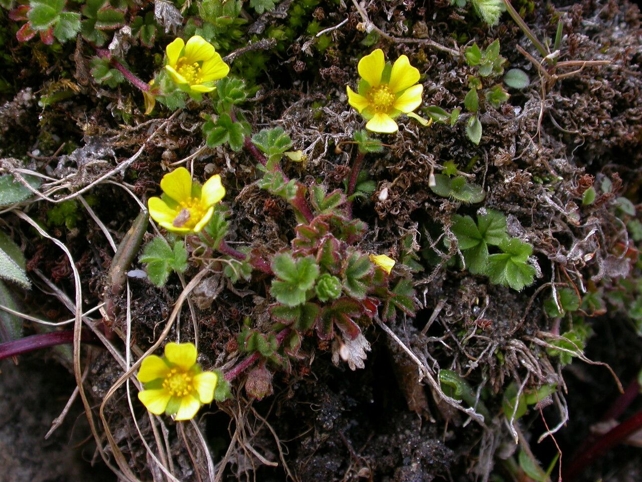 Potentilla monanthes — houseplant care guide