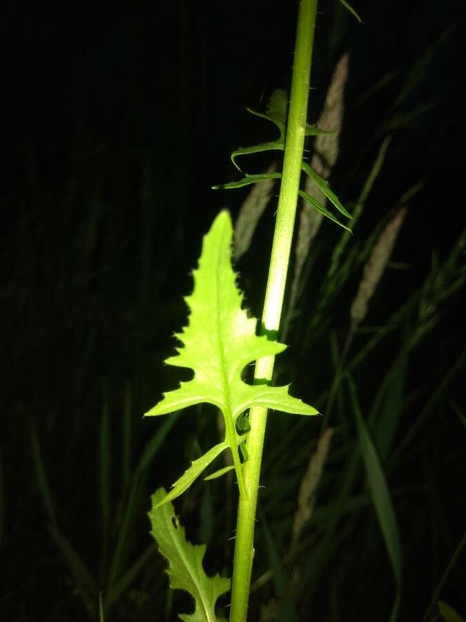 Sisymbrium loeselii — search result for 'Festuca'