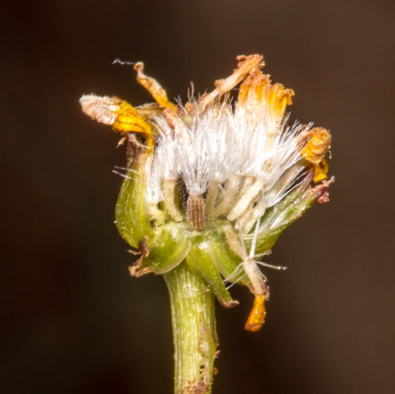 Senecio leucanthemifolius fruit