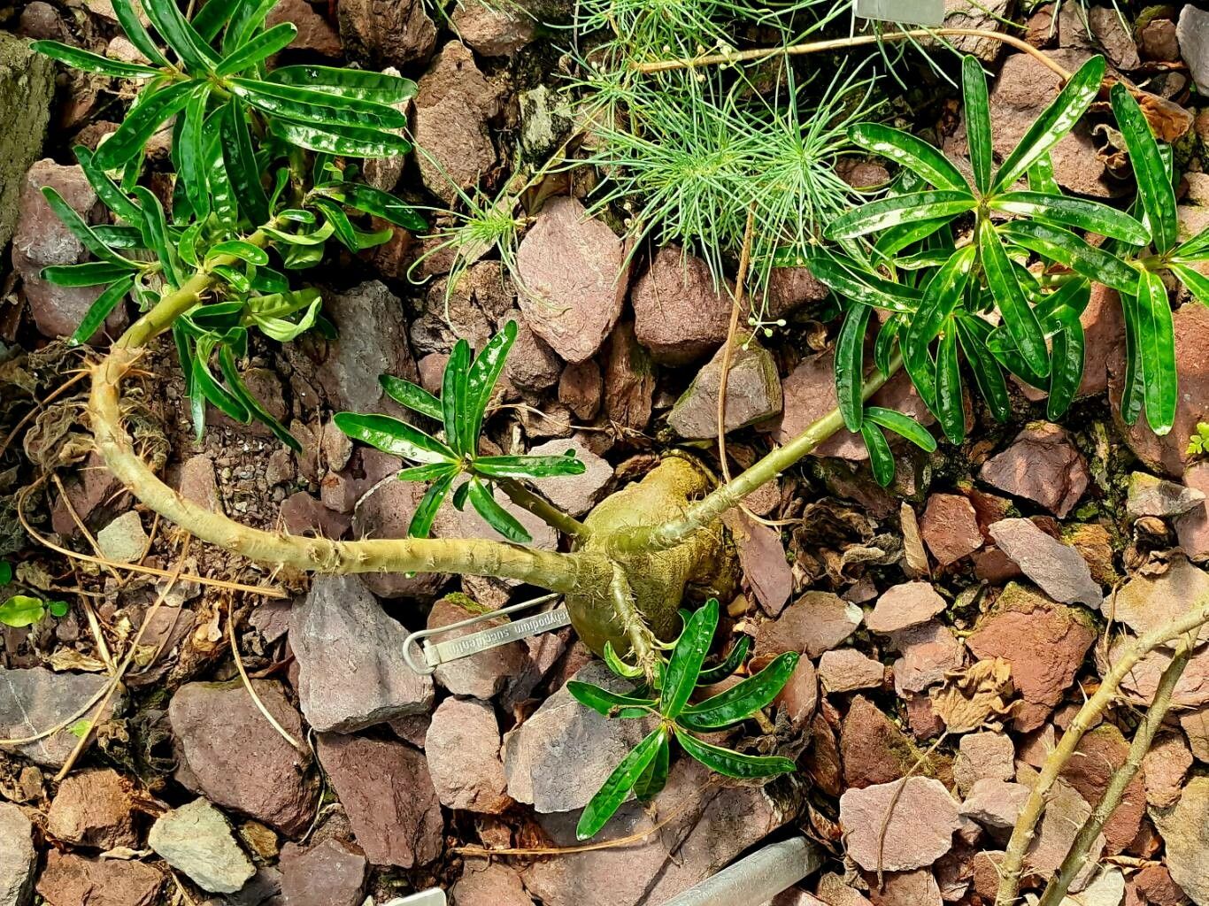 Pachypodium succulentum habit