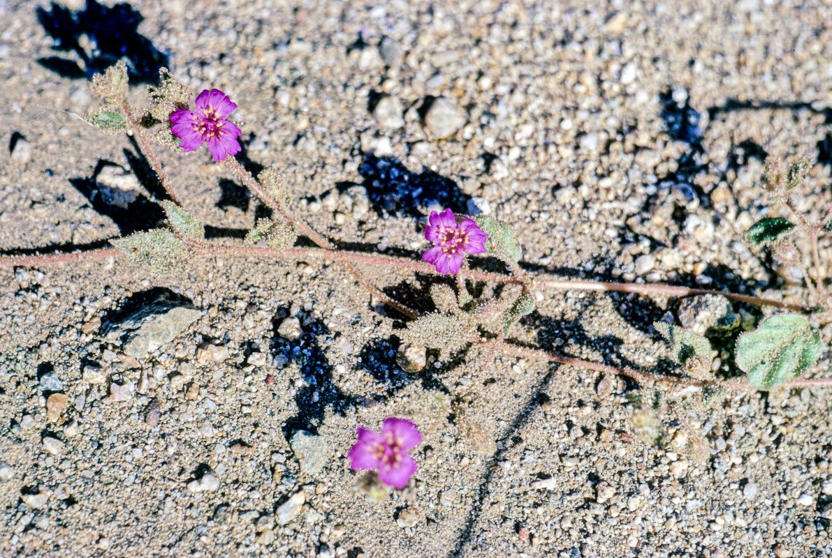 Allionia incarnata flower