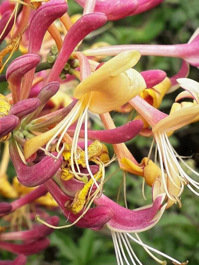 Lonicera etrusca flower