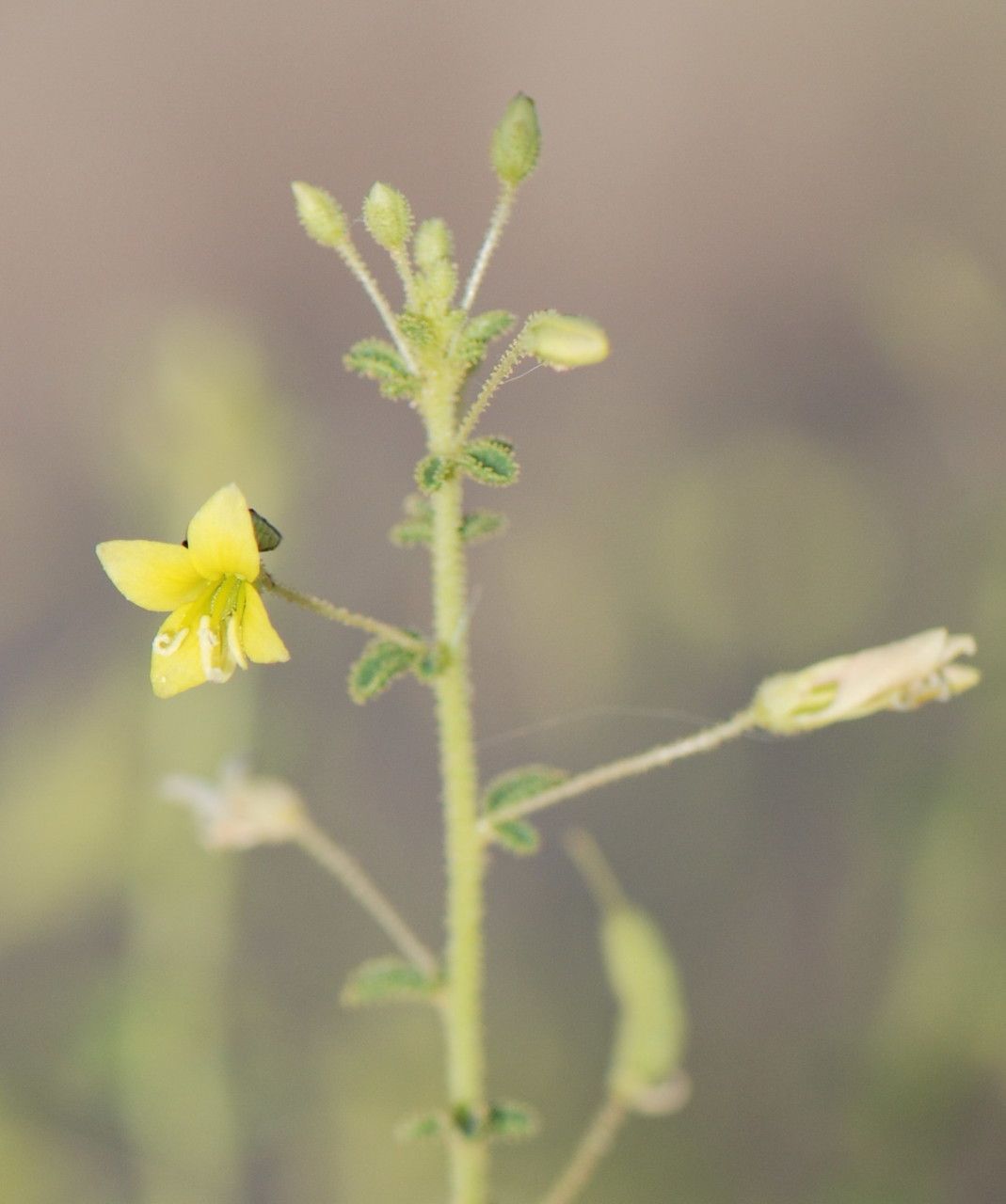 Cleome brachycarpa flower