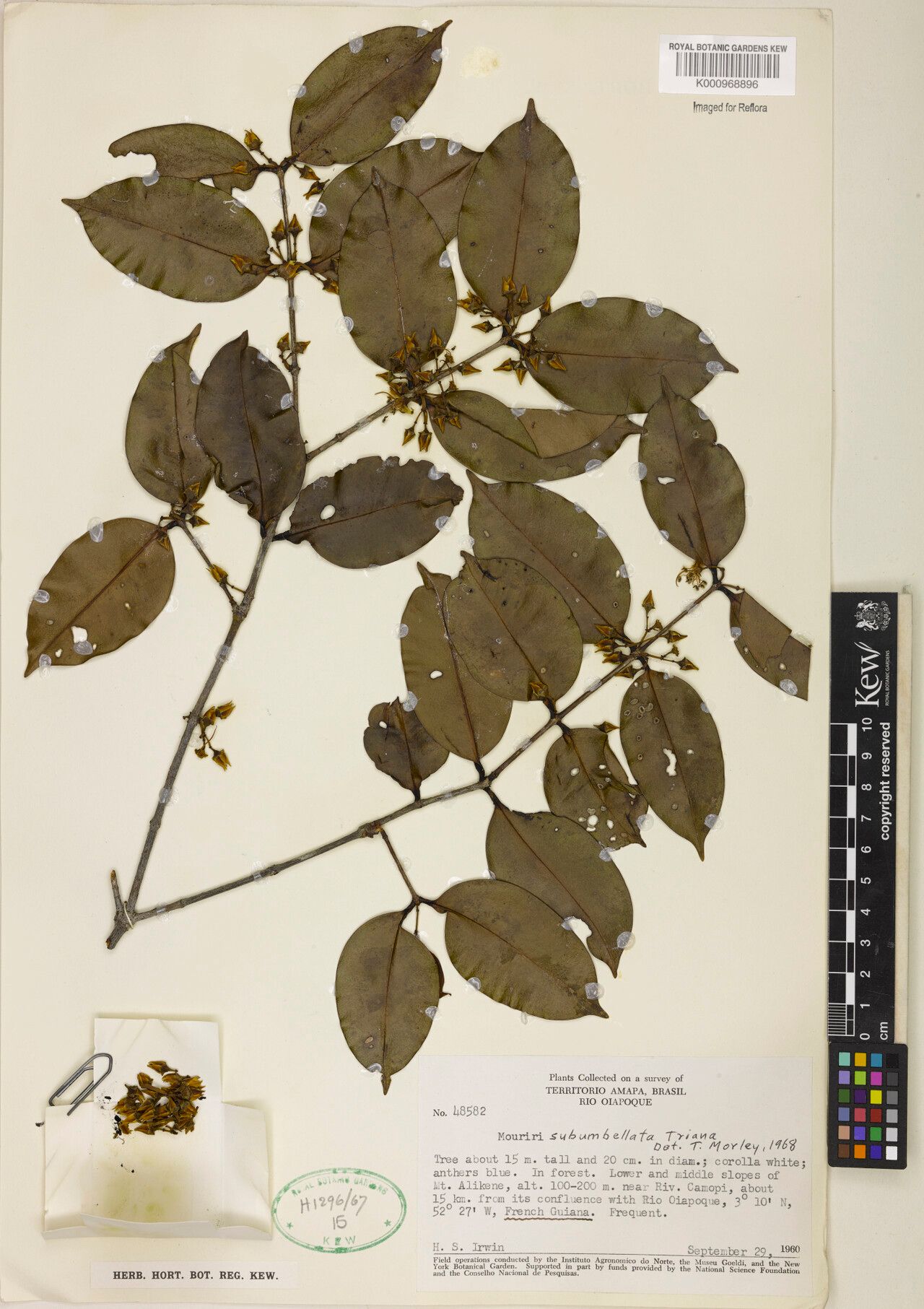 Mouriri subumbellata — search result for 'Mouriri'