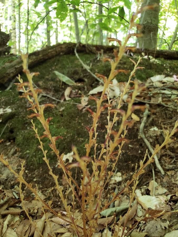 Epifagus virginiana — search result for 'Orobanchaceae'