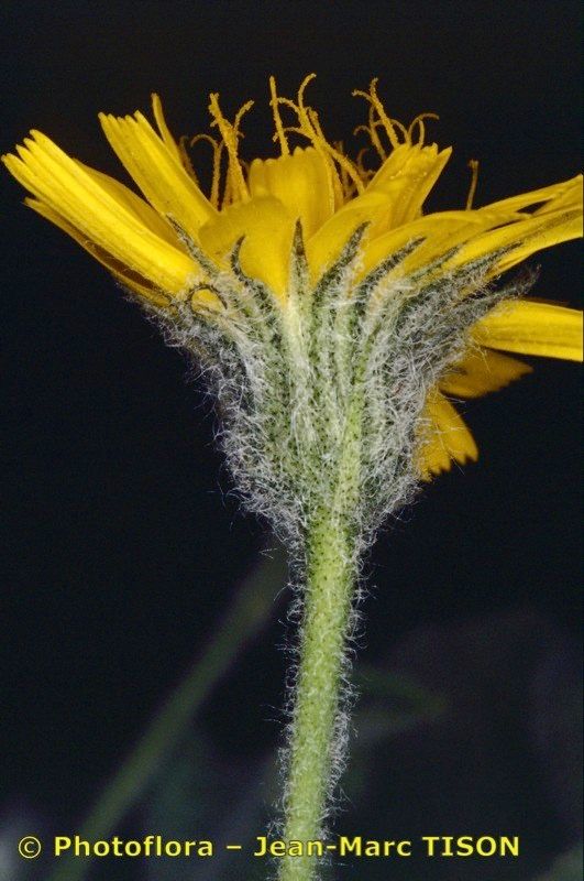 Hieracium kochianum flower
