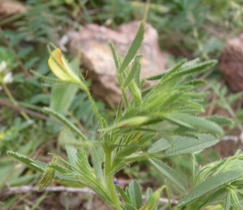 Ononis breviflora flower