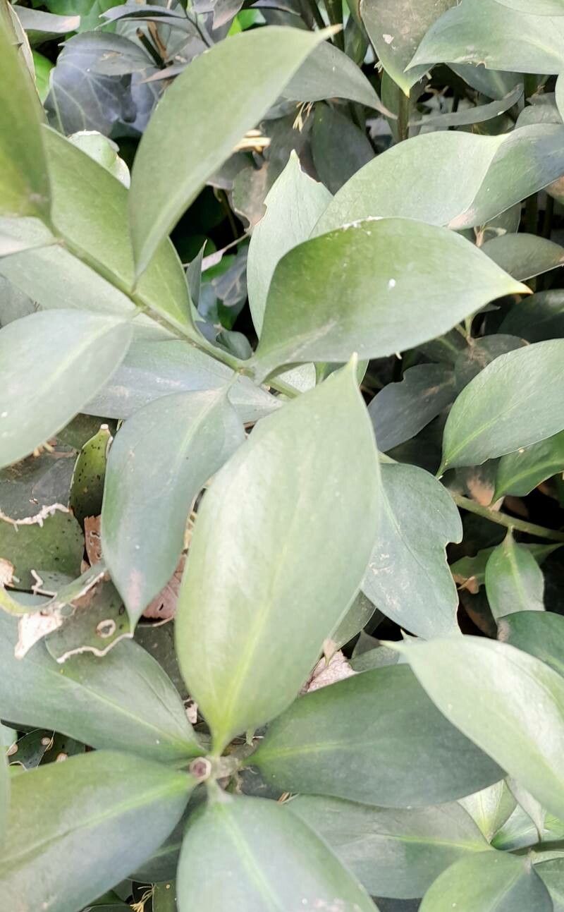 Ruscus hypophyllum leaf