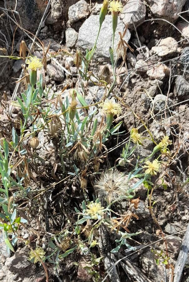 Porophyllum lanceolatum habit