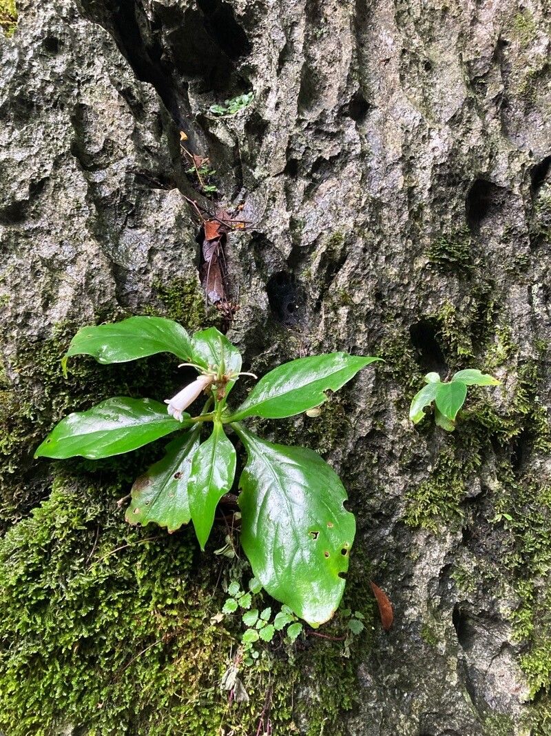Hemiboea subcapitata habit