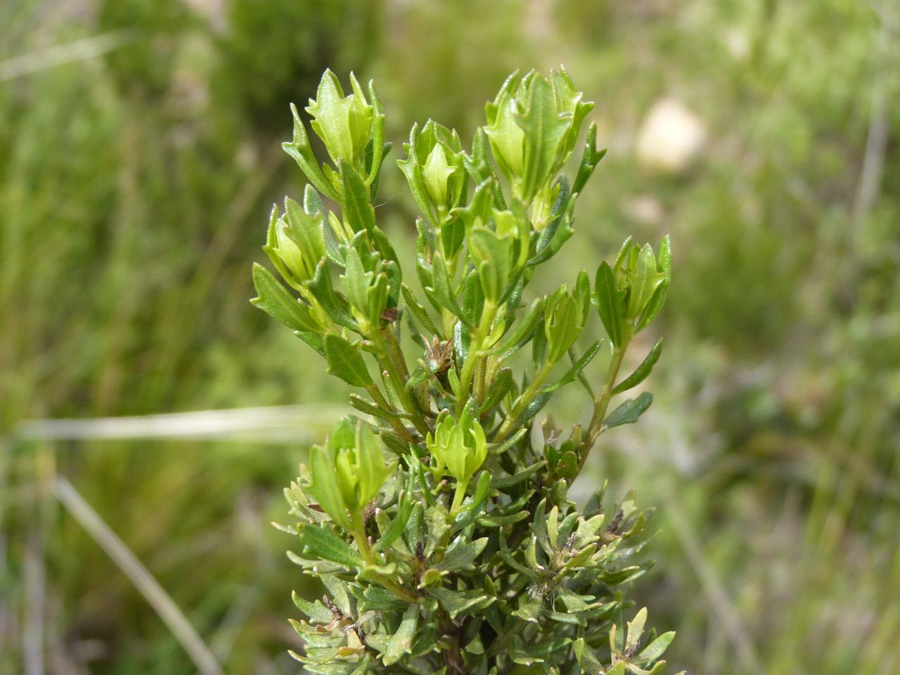 Psiadia linearifolia — houseplant care guide