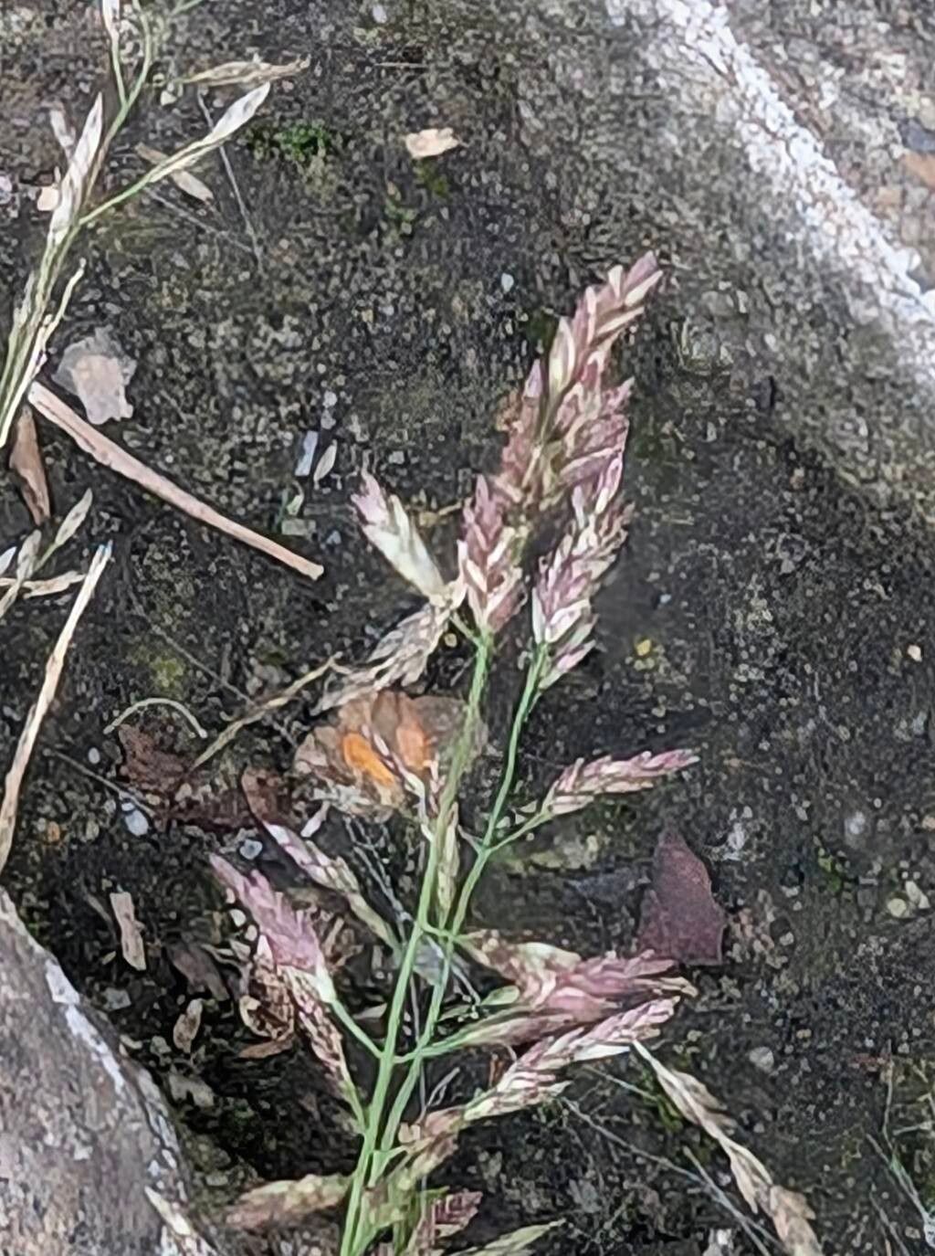 Eragrostis multicaulis fruit