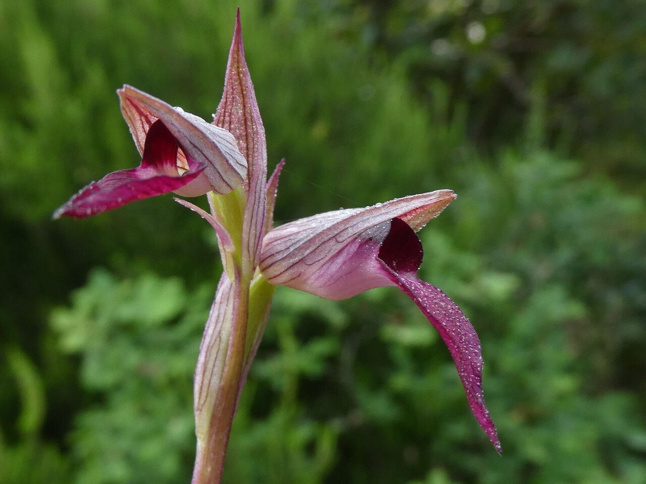 Serapias lingua flower