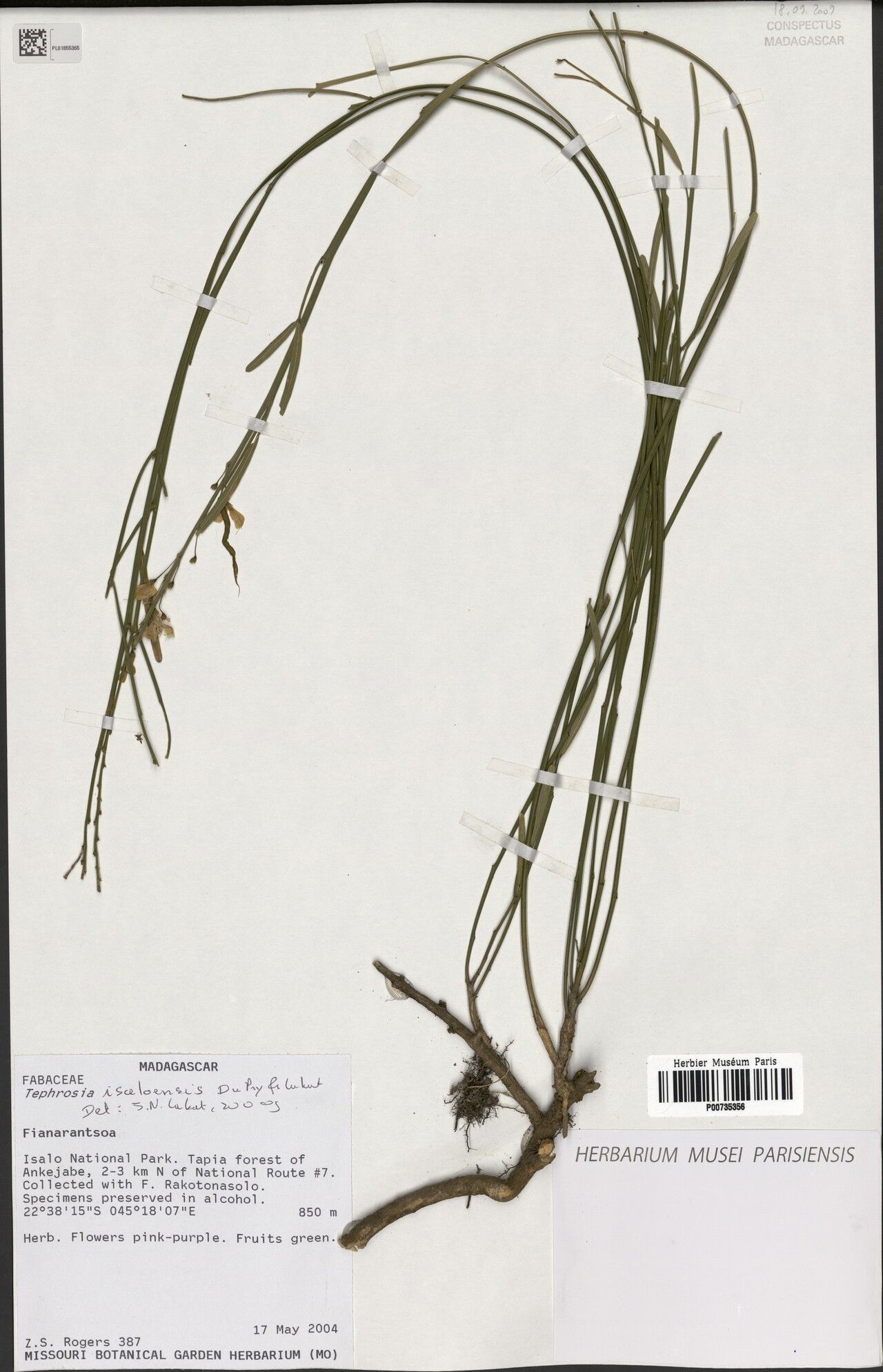 Tephrosia isaloensis — search result for 'Tephrosia'