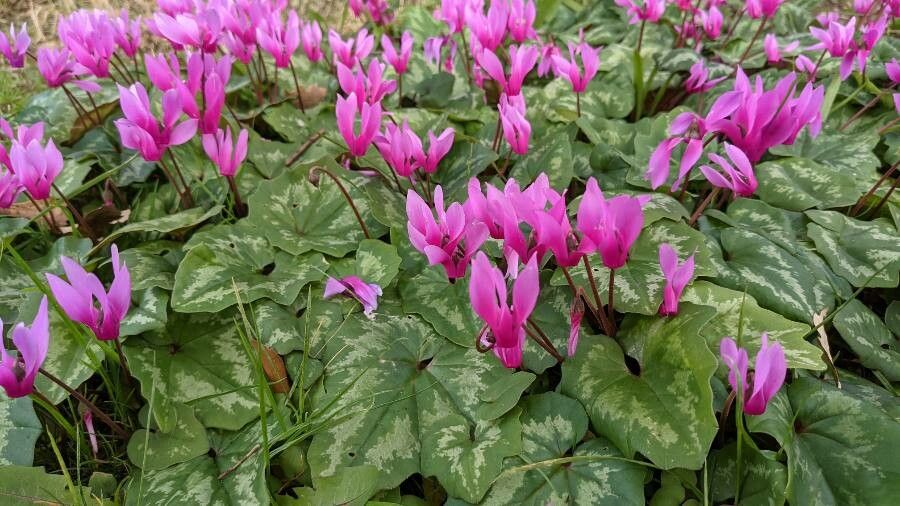 Cyclamen repandum — search result for 'Turkey'