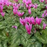 Cyclamen repandum