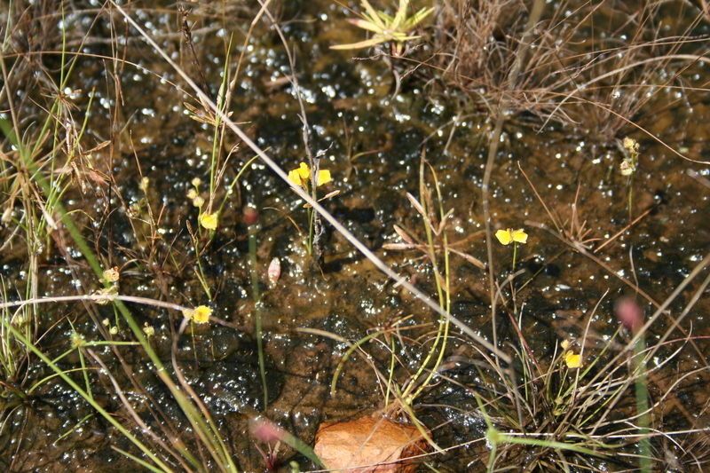 Utricularia simulans — search result for 'Utricularia'